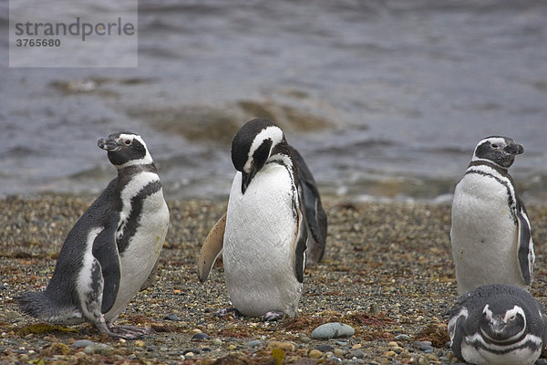Magellan Pinguin (Spheniscus magellanicus)  Patagonien  Chile  Südamerika