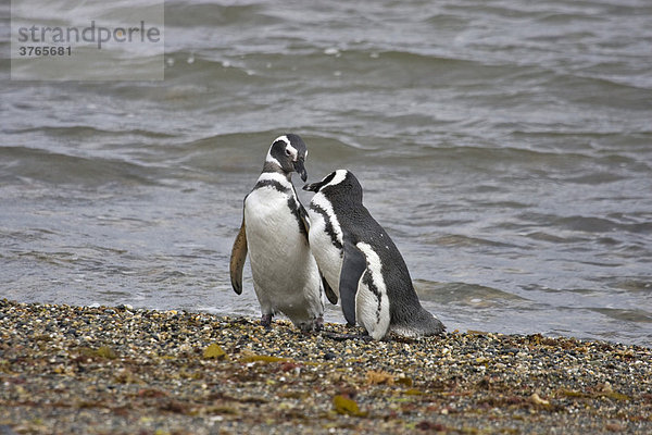 Magellan Pinguin (Spheniscus magellanicus)  Patagonien  Chile  Südamerika