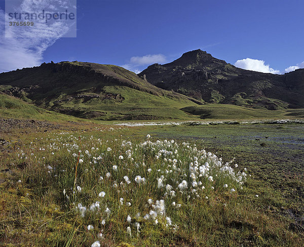 Wollgras (Eriophorum) und hinten der Berg Horn  Snaefellsnes Halbinsel  Island