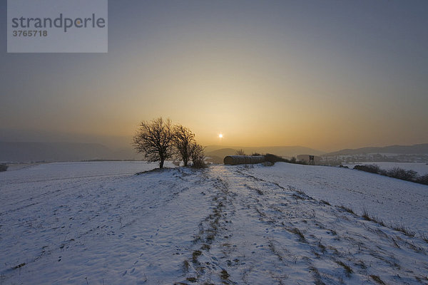 Winterliche Landschaft mit Feldern und Büschen bei Sonnenuntergang  St Veit  Niederösterreich  Österreich