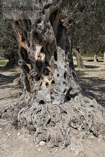 Alte Olivenbäume in Gortys  Kreta  Griechenland