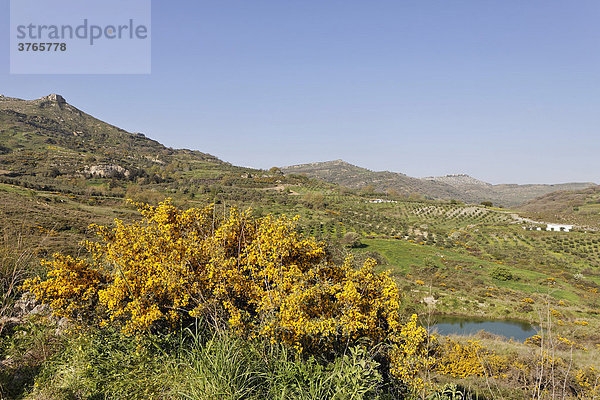 Frühlingslandschaft mit blühendem Ginster (Genista) bei Melampes  Kreta  Griechenland