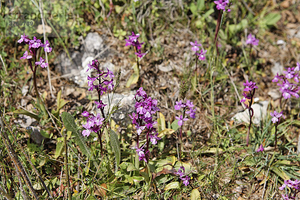 Vierpunkt-Knabenkraut (Orchis quadripunctata) auf der Lasithi-Hochebene  Kreta  Griechenland