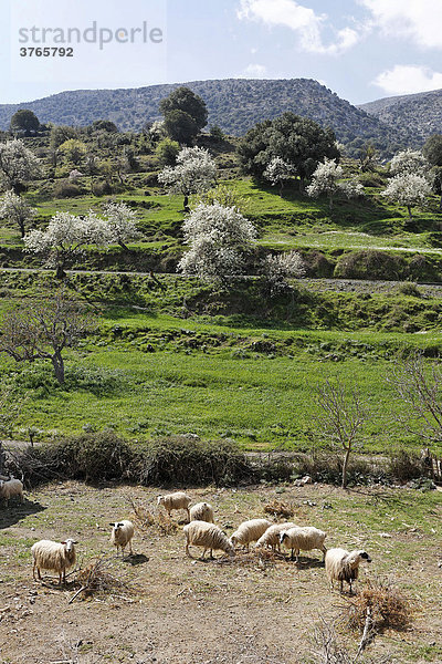 Schafe vor blühenden Obstbäumen auf der Lasithi Hochebene  Kreta  Griechenland
