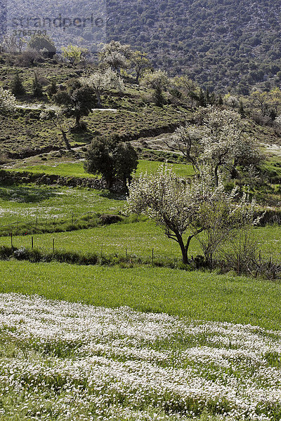 Blühende Obstbäume und Olivenbäume auf der Lasithi-Hochebene  Kreta  Griechenland