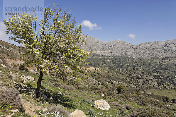 Blühender Baum und Aussicht am Rand der Lasithi-Hochebene  Kreta  Griechenland