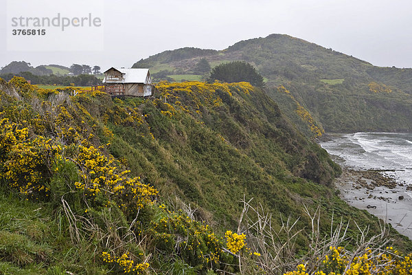 Stechginster (Ulex europaeus) an der Küste bei der Bahia Punihuil  Insel Chiloe  Region de los Lagos  Chile  Südamerika