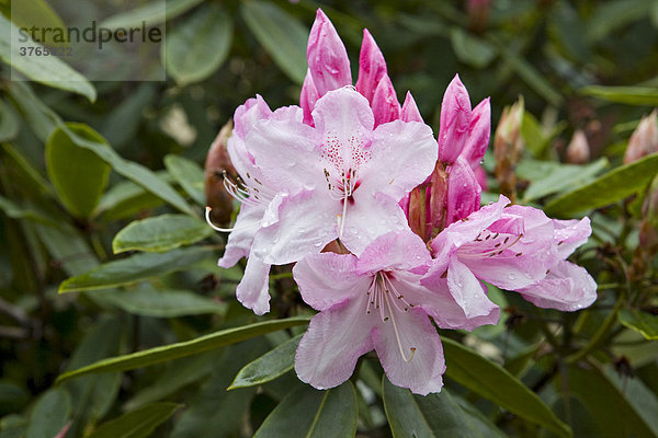 Blühender Rhododendron im Frühling  Puerto Varas  Region de los Lagos  Chile  Südamerika