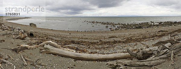 Bucht mit Magellan Pinguinen (Spheniscus magellanicus)  Patagonien  Chile  Südamerika