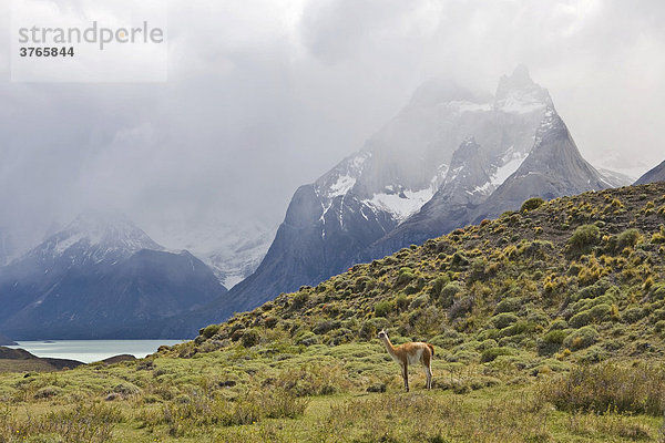 Guanaco (Lama guanicoe) und Felstürme Los Cuernos  Torres del Paine Nationalpark  Patagonien  Chile  Südamerika