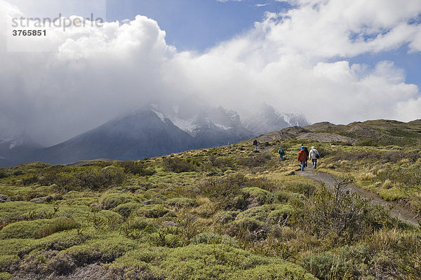 Polsterpflanze Palo Negro (mulinum spinosum)  Torres del Paine Nationalpark  Patagonien  Chile  Südamerika