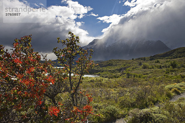 Chilenischer Feuerbusch (Embothrium Coccineum) und Cerro Paine Grande  Torres del Paine Nationalpark  Patagonien  Chile  Südamerika
