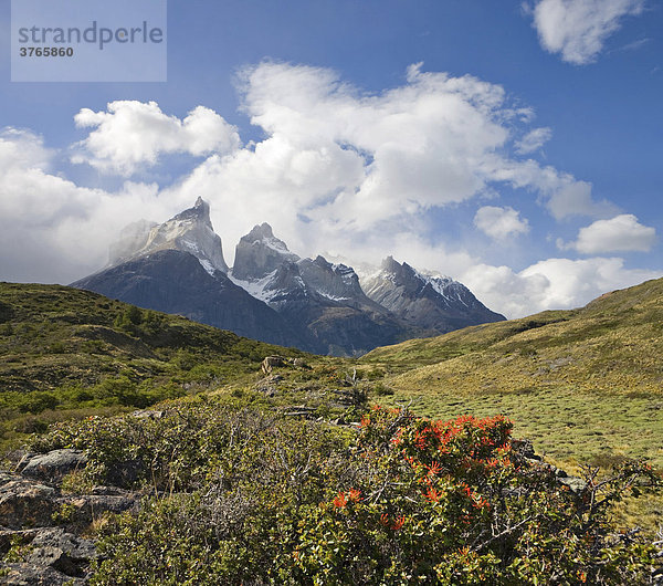 Chilenischer Feuerbusch (Embothrium Coccineum) und Felstürme Los Cuernos  Torres del Paine Nationalpark  Patagonien  Chile  Südamerika