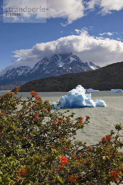 Chilenischer Feuer Busch (Embothrium Coccineum) Eisberg und Berggipfel der Torres del Paine Grande vom Lago Grey aus gesehen  Torres del Paine Nationalpark  Patagonien  Chile  Südamerika