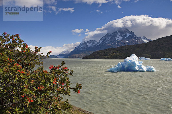 Chilenischer Feuer Busch (Embothrium Coccineum) Eisberg und Berggipfel der Torres del Paine Grande vom Lago Grey aus gesehen  Torres del Paine Nationalpark  Patagonien  Chile  Südamerika