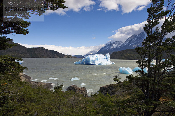 Eisberge im Lago Grey  Torres del Paine Nationalpark  Patagonien  Chile  Südamerika