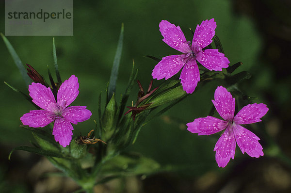 Büschel- Nelke Dianthus armeria Fam. Nelkengewächse