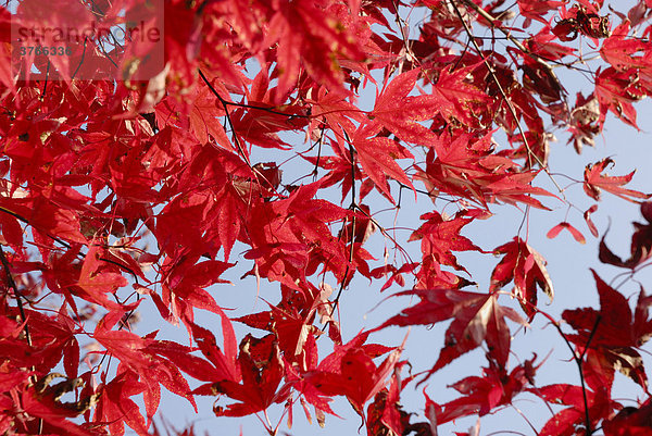 Leuchtend rote Herbstfärbung eines japanischen Fächerahorns  acer palmatum atropurpureum  aceraceae