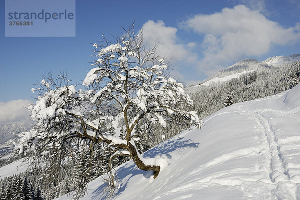 Von Schneelast gekrümmter Zwetschgenbaum in Winterlandschaft Wildschönau Tirol Österreich