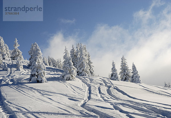 Schneebedeckte Fichtenbäume mit Skispuren in den tiroler Bergen Wildschönau Österreich