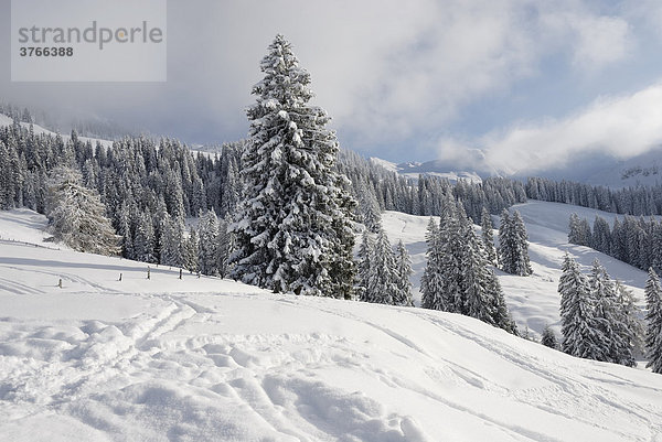 Verschneiter Bergwald in der Wildschäönau Tirol Österreich