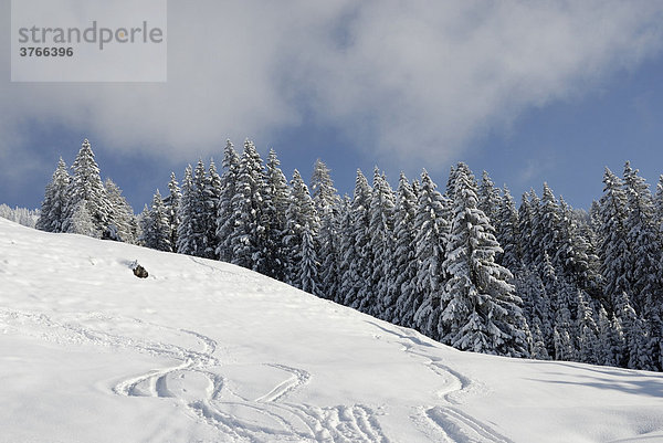Berghang mit Skispuren hinten verschneiter Fichtenwald Wildschönau Tirol Österreich