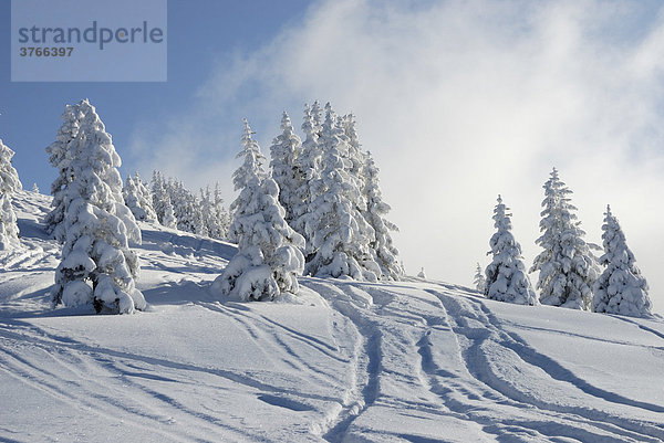 Dick eingeschneite Fichtenbäume mit Skispuren Wildschönau Tirol Österreich