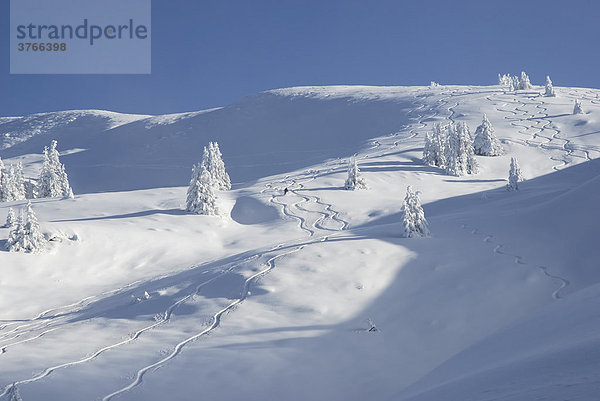 Bergflanke mit tief verschneiten Jungfichten und Skispuren Wildschönau Tirol Österreich