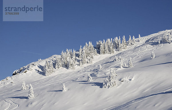 Bergflanke mit schneebedeckten Jungfichten und Skispuren Wildschönau Tirol Österreich
