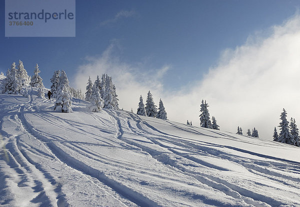 Schneebedeckte Fichtenbäume mit Skispuren hnten Nebelschwaden Wildschönau Tirol Österreich