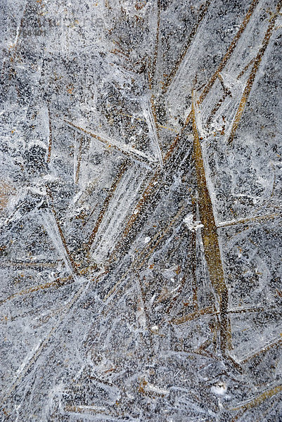 Stengel einer Schilfpflanze in Eis eingefroren
