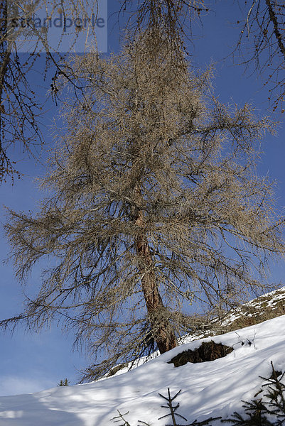 Winterliche Ansicht eines alten Lärchenbaums larix decidua Müller Pinaceae  im Gebirge Tirol Österreich