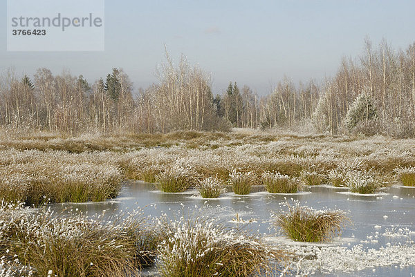 Geschlossene Eisdecke auf einem verlandenen Sumpftümpel mit Flatterbinsen