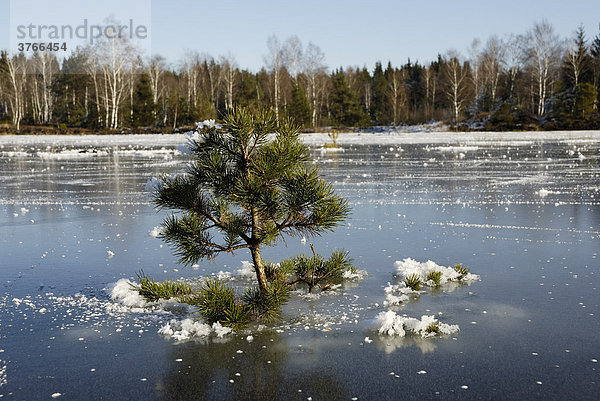 Junger Kiefernbaum pinuns sylvertris pinaceae wächst in einer Überschwemmungsfläche und ist in einer gefrorenen Eisdecke eingefroren Nicklheim Deutschland