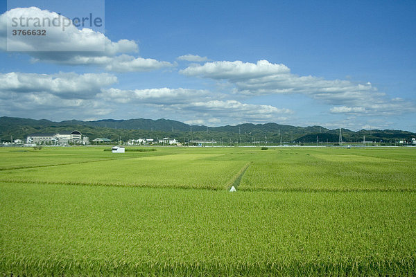 Reisfelder bei Osaka  Japan