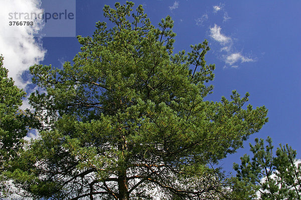 Kiefer - Waldkiefer - Baum - Nadelbaum - (Pinus sylvestris)