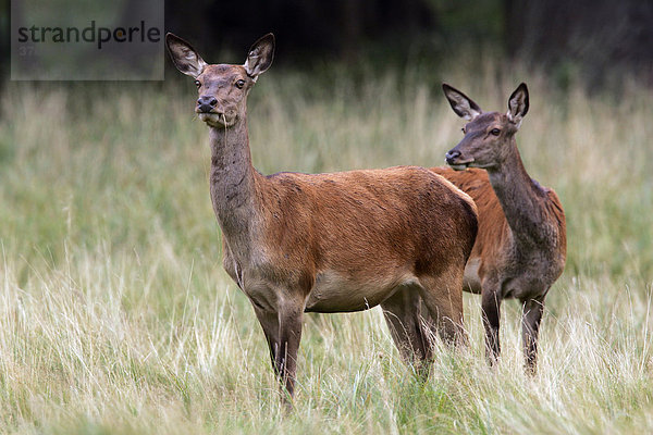 Aufmerksam äugende Rothirschkühe zur Brunftzeit - Kahlwild - Weibchen (Cervus elaphus)