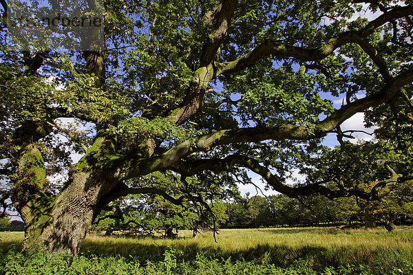Mächtige uralte Eiche mit beginnender Herbstfärbung - Stieleiche (Quercus robur)