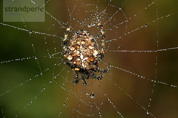 Kreuzspinne in Spinnennetz mit glitzernden Tautropfen im Herbst - Radnetz der Kreuzspinne (Araneus diadematus)