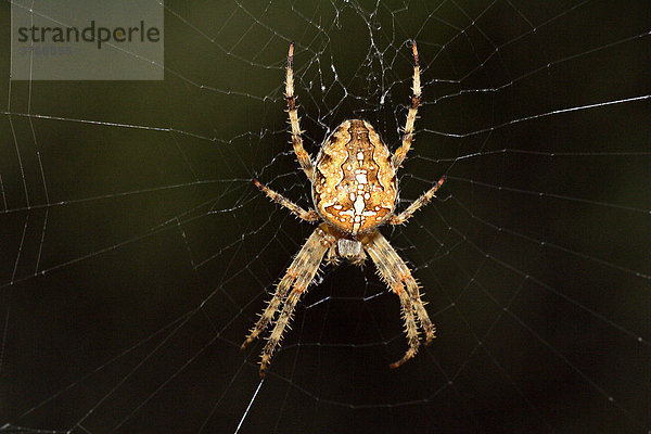 Kreuzspinne im Spinnennetz - Radnetz - Gartenkreuzspinne - Nahaufnahme (Araneus diadematus)