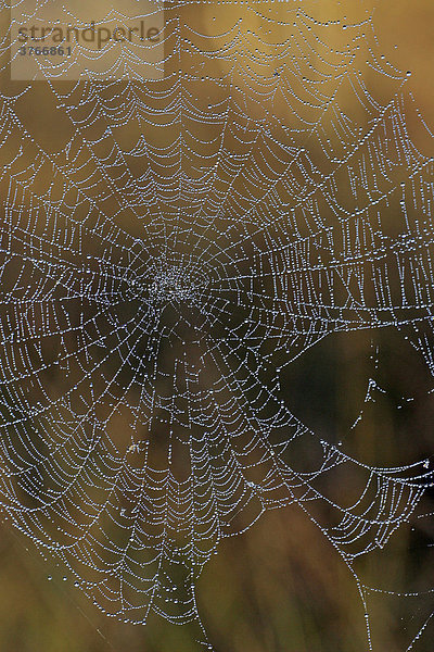 Spinnennetz mit glitzernden Tautropfen im herbstlichen Moor - Radnetz der Kreuzspinne (Araneus diadematus)