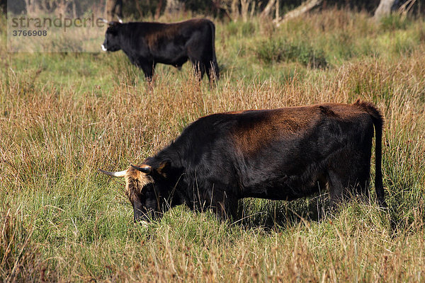 Heckrinder - Heckrind - Kuh und Bulle (im Hintergrund) auf herbstlicher Moorwiese Rückzüchtung des Auerochsen (Bos primigenius f. taurus) (Bos taurus taurus)