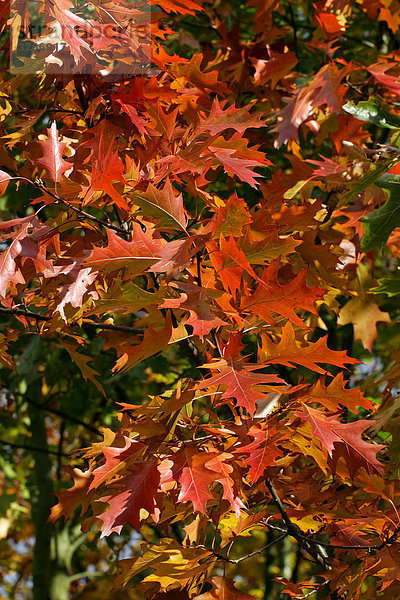 Roteiche - Blätter in bunter Herbstfärbung (Quercus rubra)