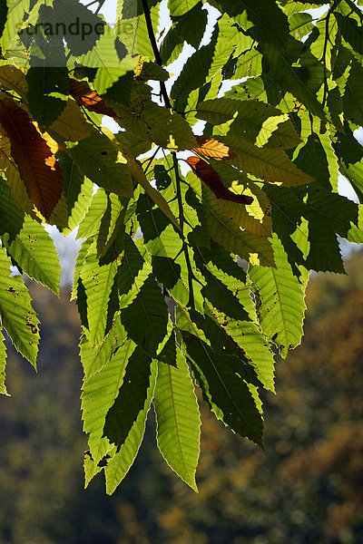 Esskastanie - Edelkastanie - Blätter in bunter Herbstfärbung im Gegenlicht (Castanea sativa)