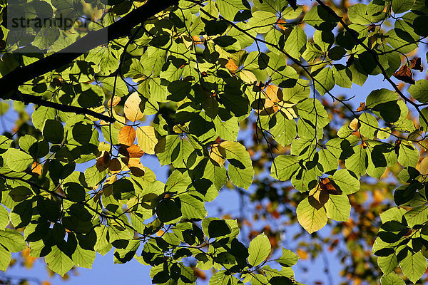 Rotbuche - Blätter in Herbstfärbung im Gegenlicht (Fagus sylvatica)