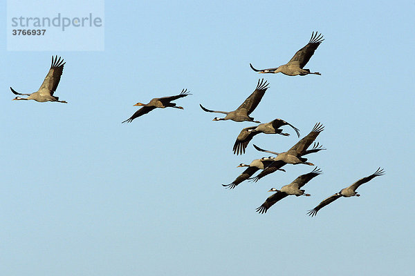 Fliegende Kraniche im Morgenlicht - Altvögel und ein Jungvogel - Graukranich (Grus grus) - Flug - Vogelzug - Nationalpark Vorpommersche Boddenlandschaft  Mecklenburg-Vorpommern  Deutschland  Europa