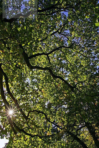 Alte Eiche - Stieleiche - Blätter in bunter Herbstfärbung im Gegenlicht (Quercus robur)