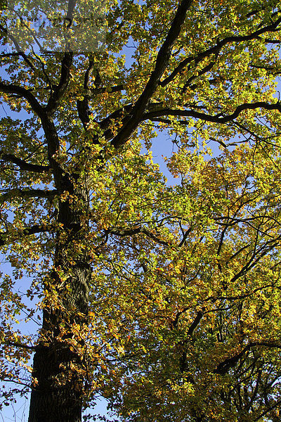 Alte Eiche - Stieleiche - Blätter in bunter Herbstfärbung im Gegenlicht (Quercus robur)