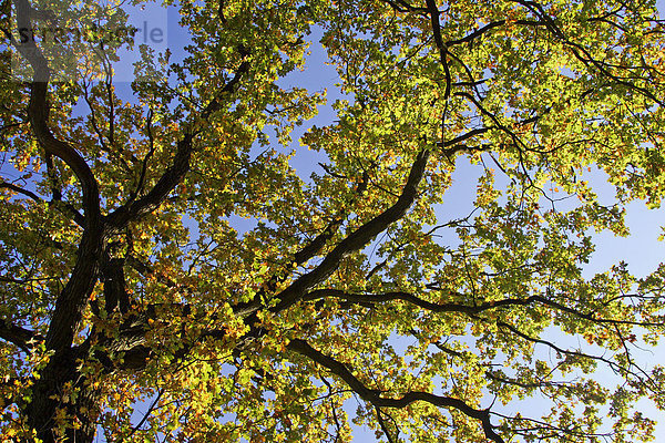 Alte Eiche - Stieleiche in bunter Herbstfärbung von unten gegen den Himmel - Blätter (Quercus robur)