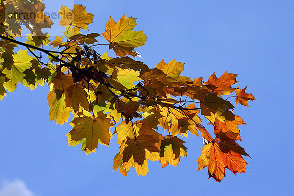 Ahorn - Spitzahorn - Blätter in bunter Herbstfärbung im Gegenlicht (Acer platanoides)